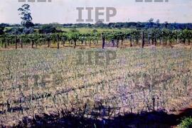 Terra : BR-SPIIEP_INF-EDP-DPS_TER-017-01 [diapositivo]