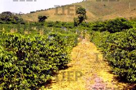 Cidades : BR-SPIIEP_INF-EDP-DPS_CID-030-01 [diapositivo]