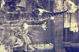 Exterior : BR-SPIIEP_INF-EDP-DPS_EXT-008-19 [diapositivo]
