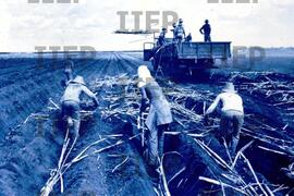 Geral : BR-SPIIEP_INF-EDP-DPS_GER-003-17 [diapositivo]