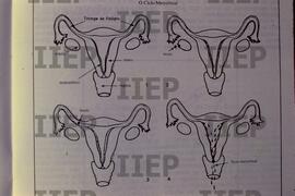 Saúde : BR-SPIIEP_INF-EDP-DPS_SAU-021-06 [diapositivo]