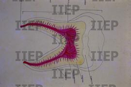 Saúde : BR-SPIIEP_INF-EDP-DPS_SAU-018-01 [diapositivo]