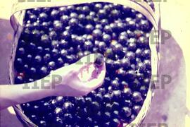 Terra : BR-SPIIEP_INF-EDP-DPS_TER-014-04 [diapositivo]